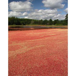 Cranberry Bog 11 x 14 print